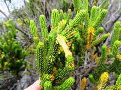 Erica brachialis