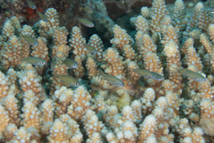 Chromis