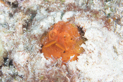 Lysiosquilloides mapia