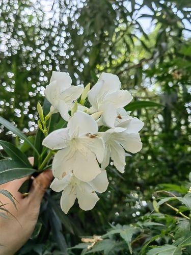 oleander