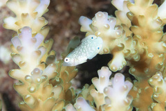 Anampses neoguinaicus