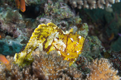 Taenianotus triacanthus