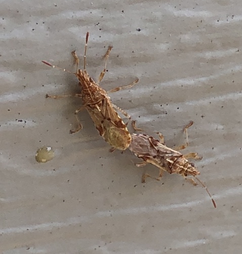 Sycamore Seed Bug photo 5