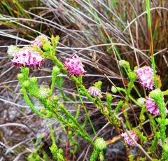 Erica barbigeroides