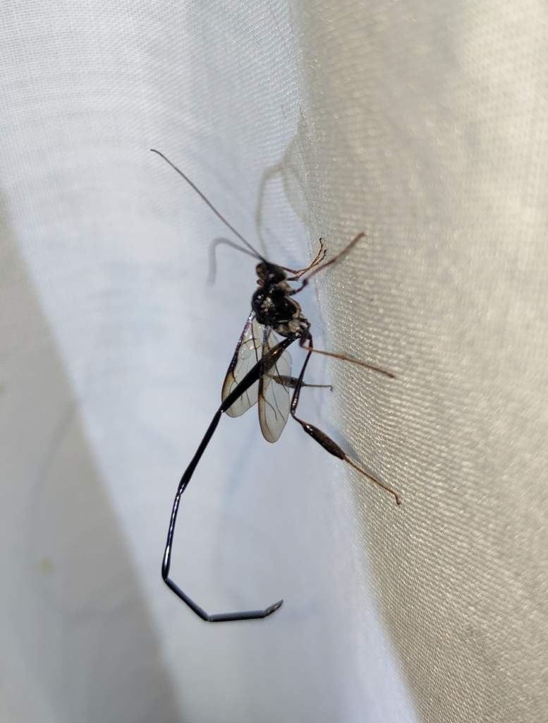 American Pelecinid Wasp from Silver Point, TN 38582, USA on July 6 ...