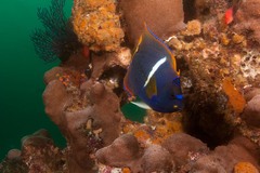 Holacanthus passer