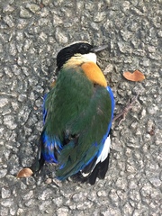 Pitta moluccensis