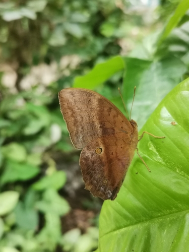 Common Duffer