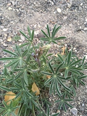Lupinus havardii