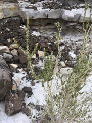Mortonia scabrella