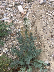 Thelypodium texanum