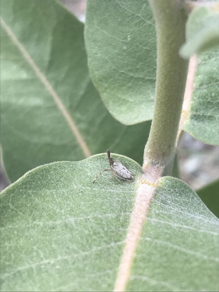 Scolops abnormis