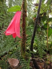 Lapageria rosea