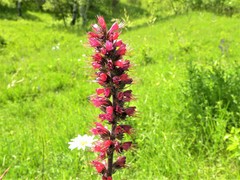 Pontechium maculatum