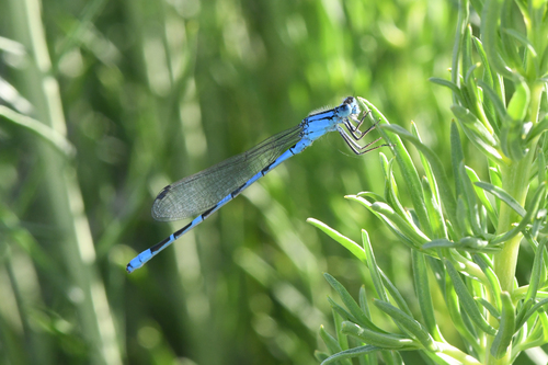 Alkali Bluet photo 2