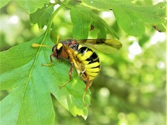 Cimbex quadrimaculatus