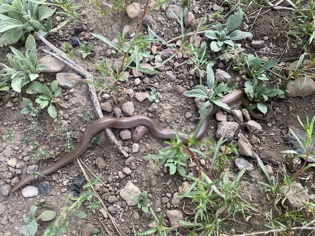 Northern Rubber Boa from Tahoe National Forest, Truckee, CA, US on July