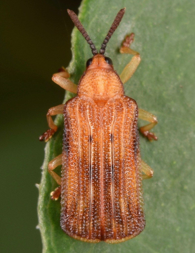 Basswood Leaf Miner