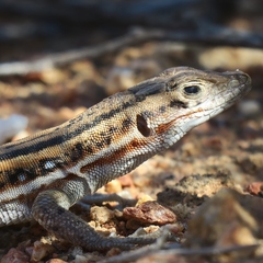 Pedioplanis lineoocellata