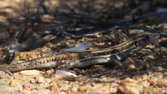 Pedioplanis lineoocellata