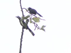 Anthracoceros malayanus