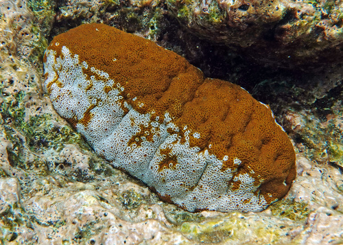 Actinopyga mauritiana (Quoy & Gaimard, 1834)