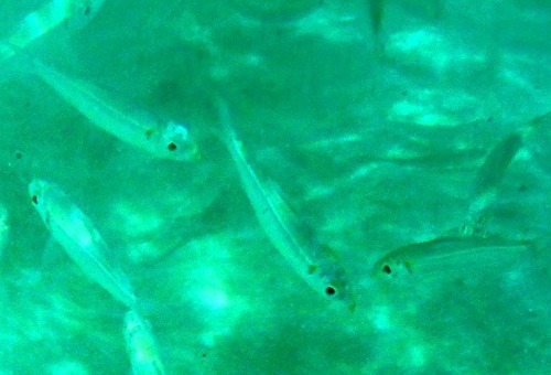 Harengula humeralis