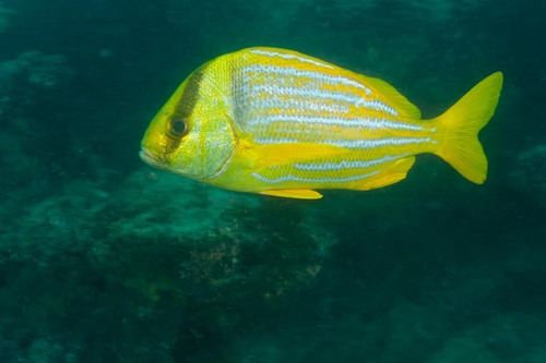 Panamic Porkfish