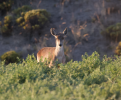 Hippocamelus antisensis