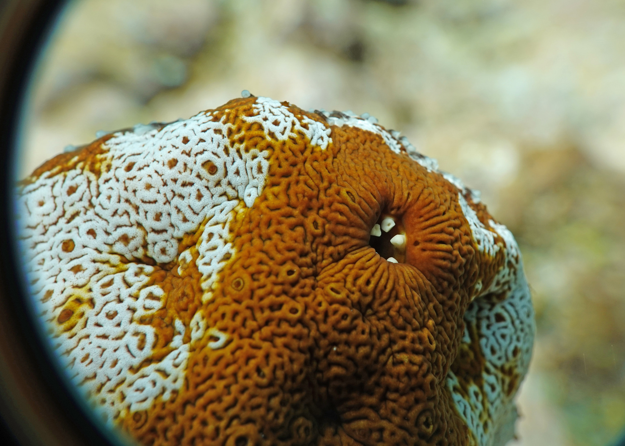 Yapon porno osmirlar