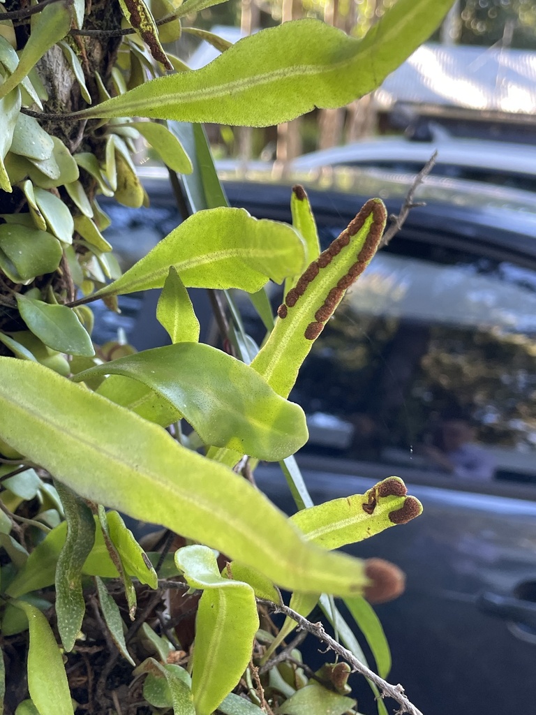 Pyrrosia confluens from Spicers Retreats, Maleny, QLD, AU on July 7 ...