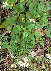 Bidens alba
