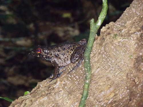 Hylarana glandulosa