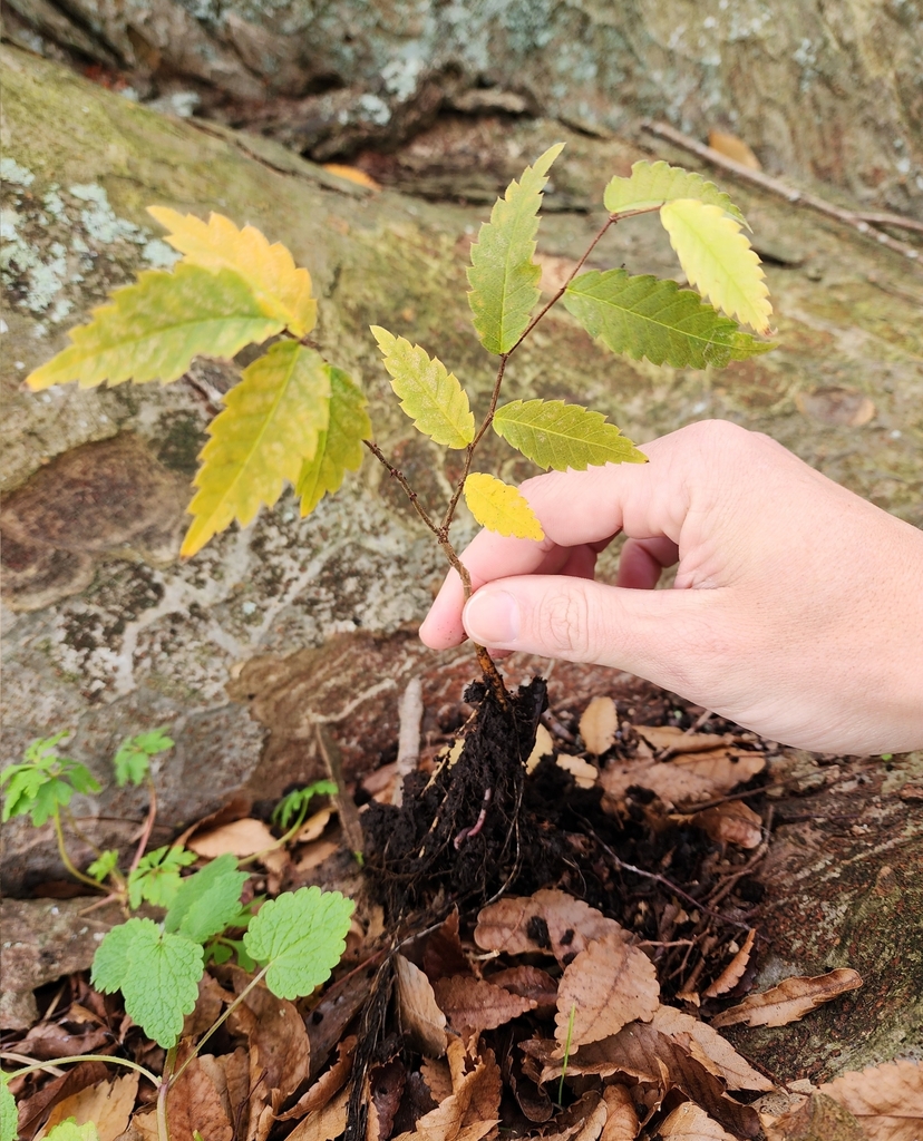 Japanese zelkova from Hamilton East, Hamilton, New Zealand on July 7 ...