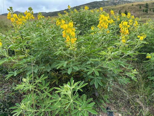 Crotalaria grahamiana image