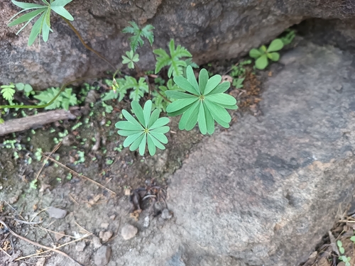 Image of Oxalis decaphylla by (c) Ricardo Betancourt Sánchez, some rights reserved (CC BY)