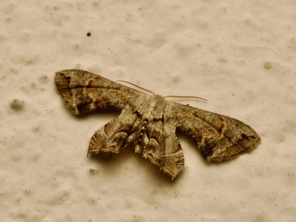 Epiplema sogai