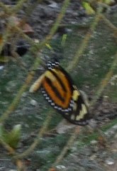 Lycorea halia atergatis