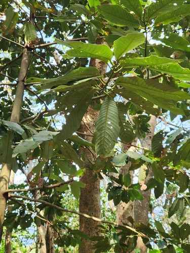 Myristica cagayanensis, photograph 1
