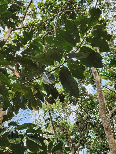 Myristica cagayanensis, photograph 2