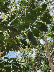 Myristica cagayanensis, photograph (c) 胡正恆(Jackson Hu), some rights reserved (CC BY)
