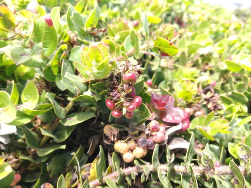 Image of Arctostaphylos imbricata by (c) Alexander Wentworth, some rights reserved (CC BY)