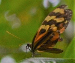 Mechanitis polymnia lycidice