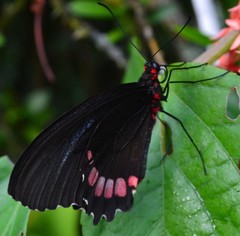 Parides erithalion
