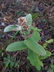 Pluchea longifolia image