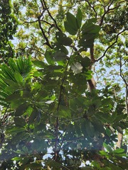 Myristica cagayanensis, photograph (c) 胡正恆(Jackson Hu), some rights reserved (CC BY)