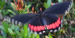 Parides erithalion