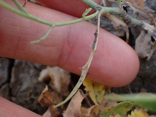 Image of Stephanomeria runcinata by no rights reserved