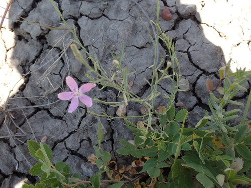 Image of Stephanomeria runcinata by no rights reserved