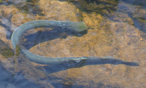 Lamprey (Geotria australis) — Geotriidae — 4